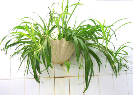 风水植物摆设